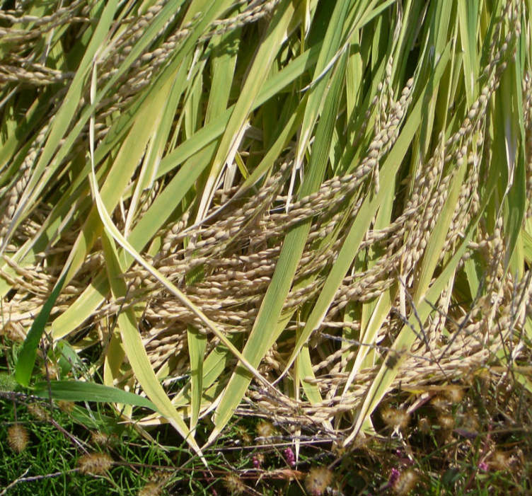 Closeup of Rice