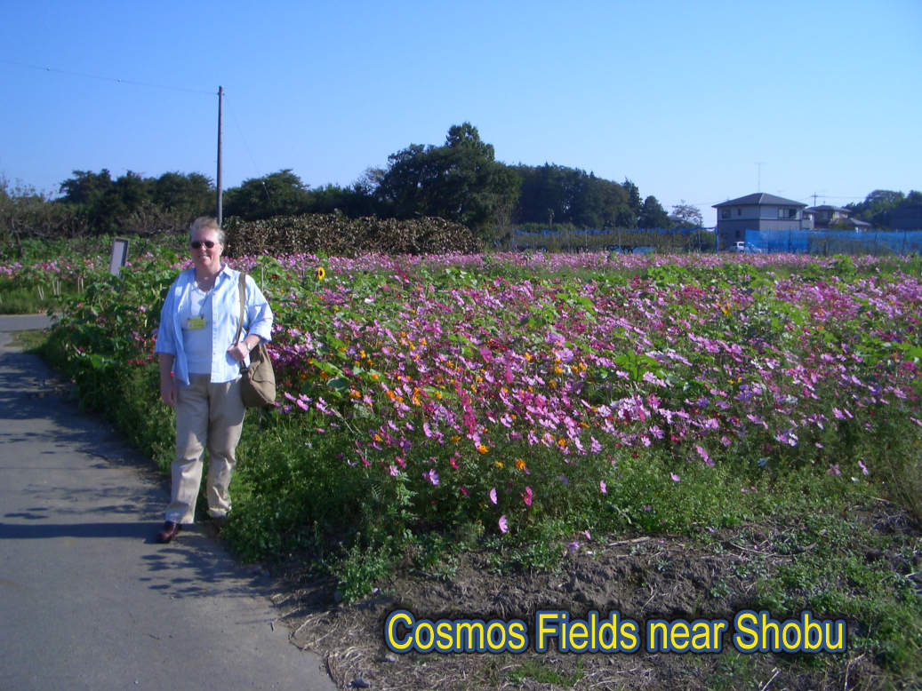 Cosmos Fields near Shobu