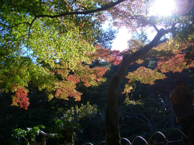 Colorful Autumn Spendor