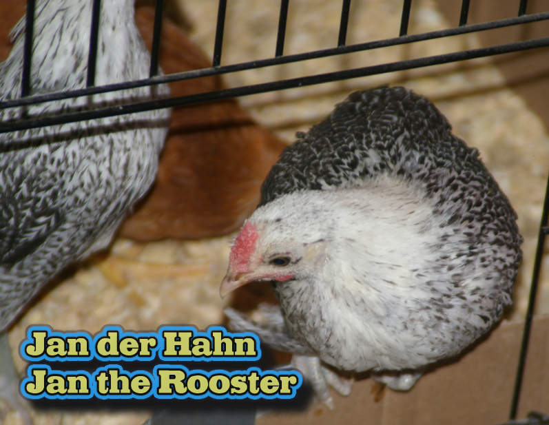 Jan the Rooster / Jan der Hahn