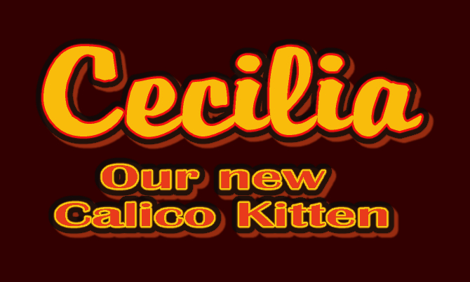 Cecilia - our new Kitten - unser neues Kätzchen