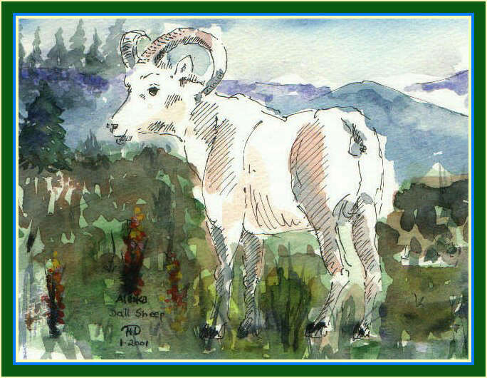 Watercolor of an Alaskan Dall Sheep / Aquarell eines Dall Schafes aus Alaska