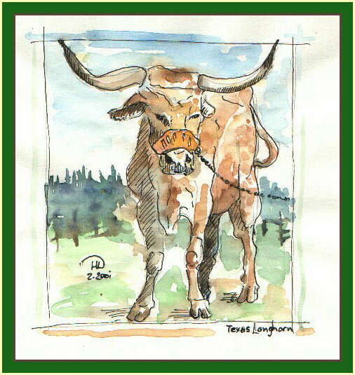 Texas Longhorn Bull / Stier