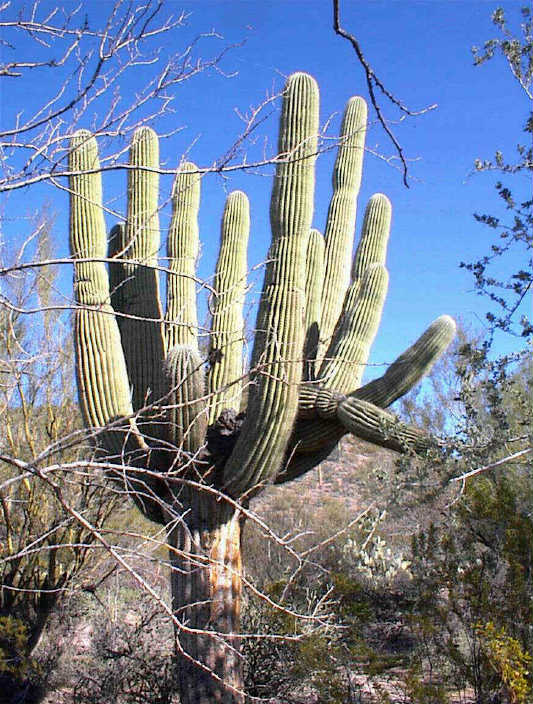 Die Wste lebt.... Saguaro Kakteen in der Nhe von Tuscon