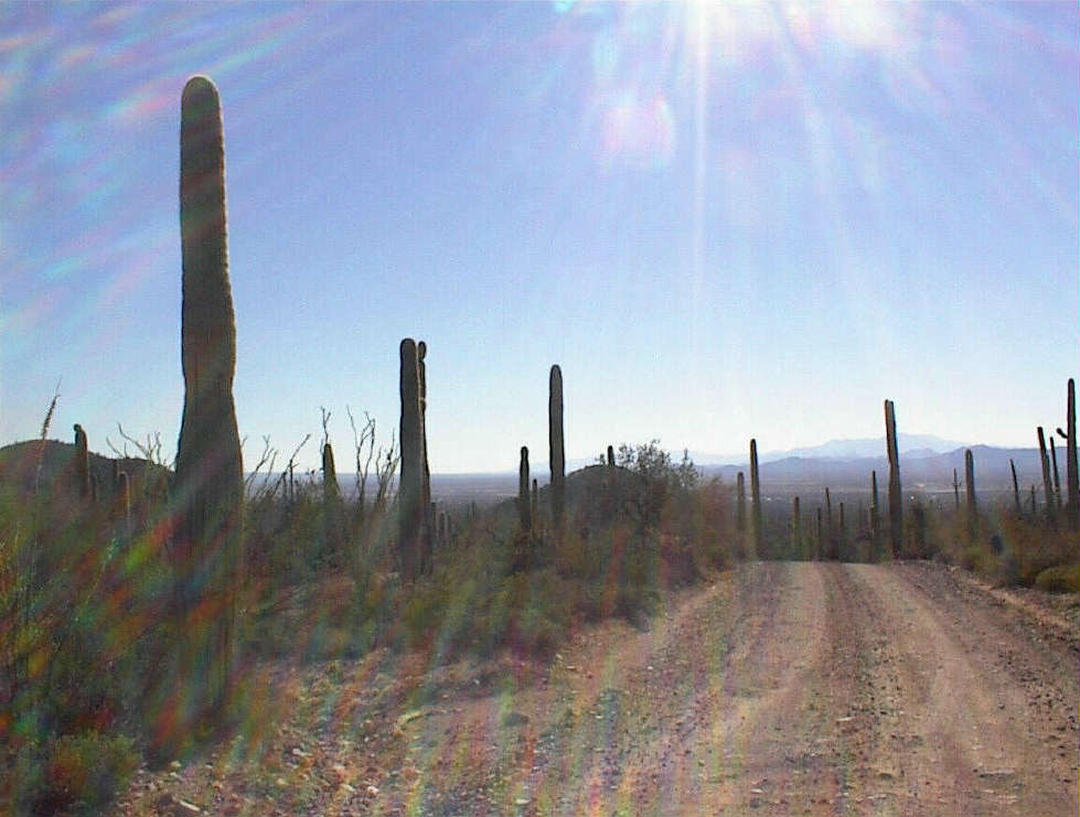 Gegenlichtstimmung im Kaktus National Park