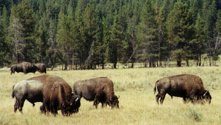 Buffalo - Büffel in Yellowstone NP