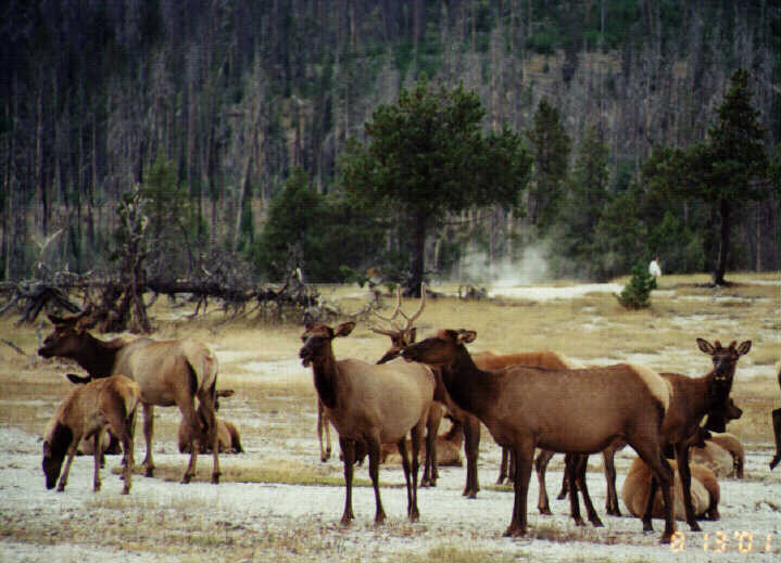 Elk - Hirsche - in Yellowstone NP